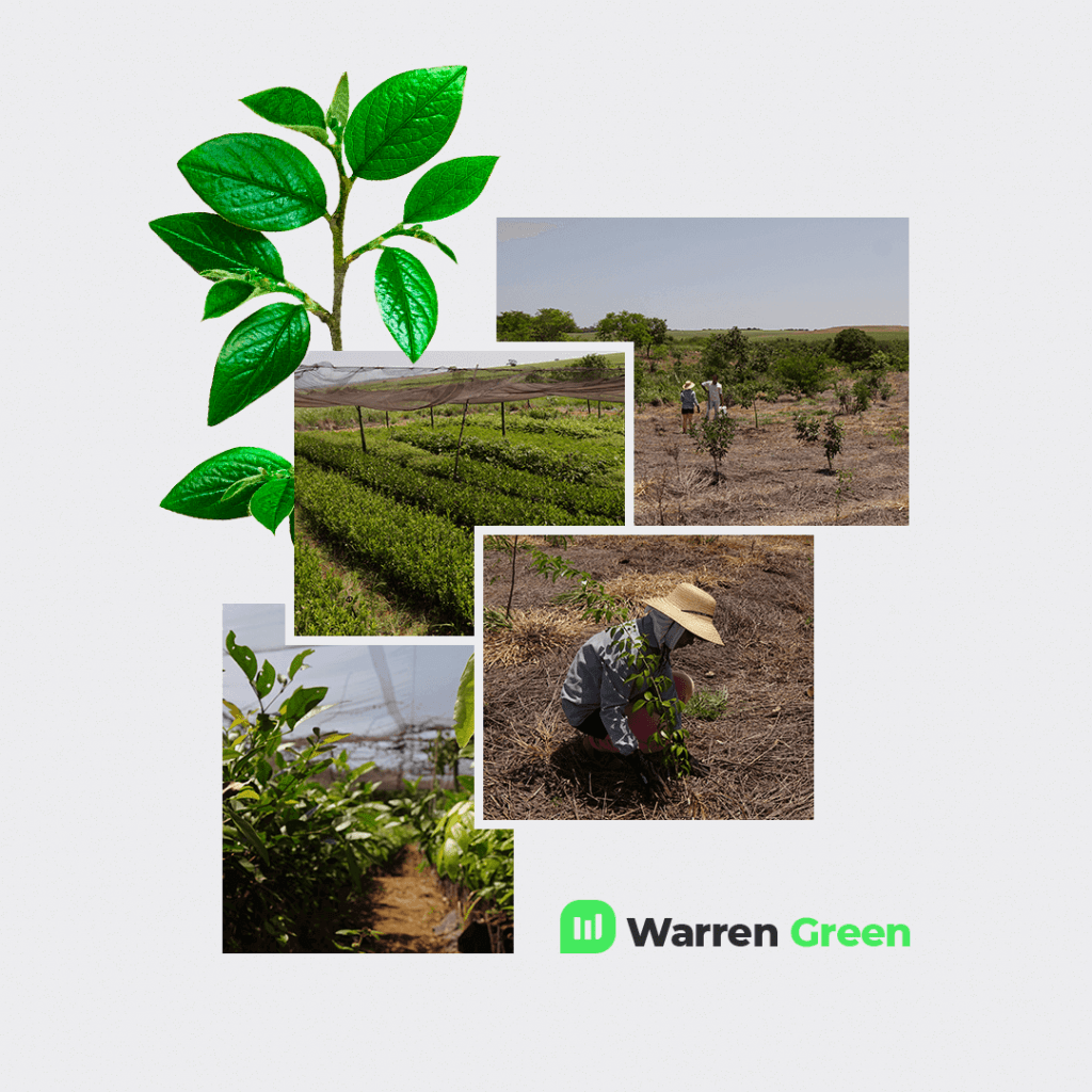 Warren Green, árvores plantadas